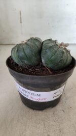 ASTROPHYTUM MYRIOSTIGMA "BICÉFALO" Nº 727 – vaso 11 - Imagem 2