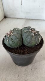 ASTROPHYTUM MYRIOSTIGMA "BICÉFALO" Nº 727 – vaso 11 - Imagem 9