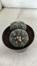 ASTROPHYTUM MYRIOSTIGMA "BICÉFALO" Nº 727 – vaso 11 - Imagem 8