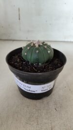 ASTROPHYTUM ASTERIAS "Nudum" Nº 725 – vaso 11 - Imagem 2