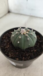 ASTROPHYTUM ASTERIAS "Nudum" Nº 725 – vaso 11 - Imagem 8