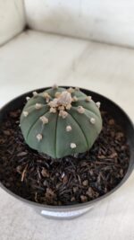 ASTROPHYTUM ASTERIAS "Nudum" Nº 725 – vaso 11 - Imagem 7