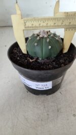 ASTROPHYTUM ASTERIAS "Nudum" Nº 725 – vaso 11 - Imagem 6