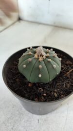 ASTROPHYTUM ASTERIAS "Nudum" Nº 725 – vaso 11 - Imagem 5