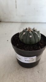 ASTROPHYTUM ASTERIAS "Nudum" Nº 726 – vaso 09 - Imagem 10