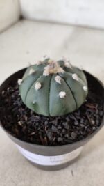ASTROPHYTUM ASTERIAS "Nudum" Nº 726 – vaso 09 - Imagem 9