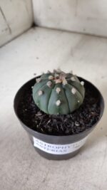 ASTROPHYTUM ASTERIAS "Nudum" Nº 726 – vaso 09 - Imagem 7