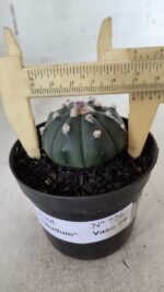 ASTROPHYTUM ASTERIAS "Nudum" Nº 726 – vaso 09 - Imagem 4