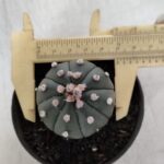 ASTROPHYTUM ASTERIAS "Nudum" Nº 726 – vaso 09
