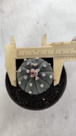 ASTROPHYTUM ASTERIAS "Nudum" Nº 726 – vaso 09