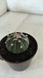 ASTROPHYTUM ASTERIAS "Nudum" Nº 726 – vaso 09 - Imagem 6