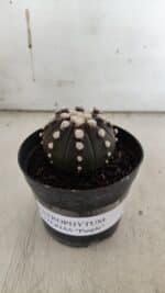 ASTROPHYTUM ASTERIAS “Purple” Nº 840 – vaso 09 - Imagem 9