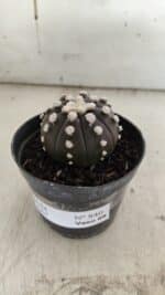 ASTROPHYTUM ASTERIAS “Purple” Nº 840 – vaso 09 - Imagem 2