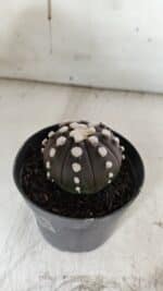 ASTROPHYTUM ASTERIAS “Purple” Nº 840 – vaso 09 - Imagem 8