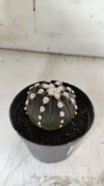 ASTROPHYTUM ASTERIAS “Purple” Nº 840 – vaso 09 - Imagem 7