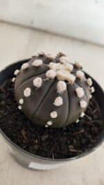 ASTROPHYTUM ASTERIAS “Purple” Nº 840 – vaso 09 - Imagem 6