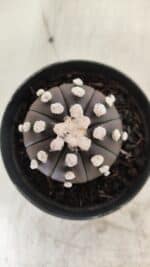 ASTROPHYTUM ASTERIAS “Purple” Nº 840 – vaso 09 - Imagem 4