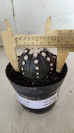 ASTROPHYTUM ASTERIAS “Purple” Nº 840 – vaso 09 - Imagem 3