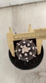 ASTROPHYTUM ASTERIAS “Purple” Nº 840 – vaso 09