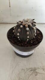 ASTROPHYTUM ASTERIAS “Purple”  Nº 841 – vaso 11 - Imagem 6