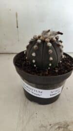 ASTROPHYTUM ASTERIAS “Purple”  Nº 841 – vaso 11 - Imagem 2