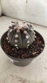 ASTROPHYTUM ASTERIAS “Purple”  Nº 841 – vaso 11 - Imagem 9