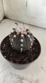 ASTROPHYTUM ASTERIAS “Purple”  Nº 841 – vaso 11 - Imagem 8