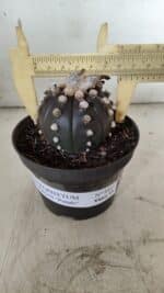 ASTROPHYTUM ASTERIAS “Purple”  Nº 841 – vaso 11
