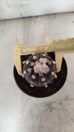 ASTROPHYTUM ASTERIAS “Purple”  Nº 841 – vaso 11 - Imagem 5