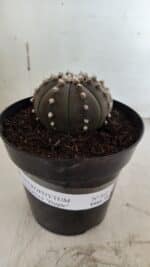 ASTROPHYTUM ASTERIAS “Purple”  Nº 842 – vaso 15 - Imagem 2