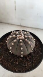 ASTROPHYTUM ASTERIAS “Purple”  Nº 842 – vaso 15 - Imagem 9