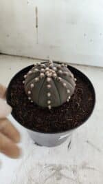 ASTROPHYTUM ASTERIAS “Purple”  Nº 842 – vaso 15 - Imagem 8
