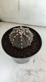 ASTROPHYTUM ASTERIAS “Purple”  Nº 842 – vaso 15 - Imagem 7