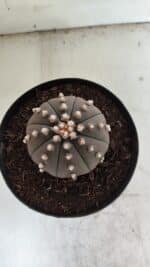 ASTROPHYTUM ASTERIAS “Purple”  Nº 842 – vaso 15 - Imagem 3