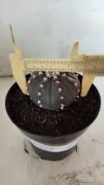 ASTROPHYTUM ASTERIAS “Purple”  Nº 842 – vaso 15 - Imagem 4