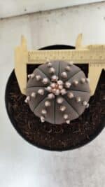 ASTROPHYTUM ASTERIAS “Purple”  Nº 842 – vaso 15