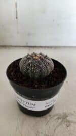 ASTROPHYTUM ASTERIAS “Purple” Nº 843 – vaso 09 - Imagem 2