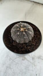 ASTROPHYTUM ASTERIAS “Purple” Nº 843 – vaso 09 - Imagem 8