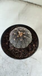 ASTROPHYTUM ASTERIAS “Purple” Nº 843 – vaso 09 - Imagem 7