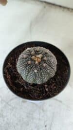 ASTROPHYTUM ASTERIAS “Purple” Nº 843 – vaso 09 - Imagem 6