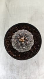 ASTROPHYTUM ASTERIAS “Purple” Nº 843 – vaso 09 - Imagem 3