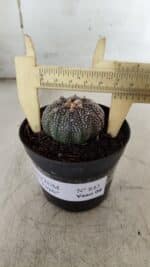 ASTROPHYTUM ASTERIAS “Purple” Nº 843 – vaso 09 - Imagem 4