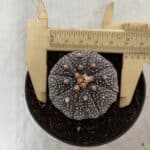 ASTROPHYTUM ASTERIAS “Purple” Nº 843 – vaso 09