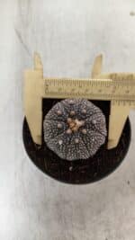 ASTROPHYTUM ASTERIAS “Purple” Nº 843 – vaso 09