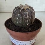 ASTROPHYTUM ASTERIAS “Purple” Nº 845 – vaso 11
