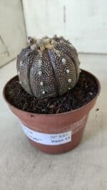 ASTROPHYTUM ASTERIAS “Purple” Nº 845 – vaso 11 - Imagem 10