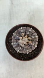 ASTROPHYTUM ASTERIAS “Purple” Nº 845 – vaso 11 - Imagem 3