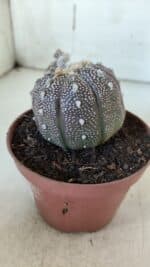ASTROPHYTUM ASTERIAS “Purple” Nº 845 – vaso 11 - Imagem 9