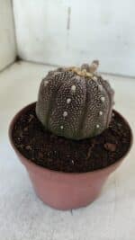 ASTROPHYTUM ASTERIAS “Purple” Nº 845 – vaso 11 - Imagem 7