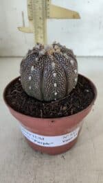 ASTROPHYTUM ASTERIAS “Purple” Nº 845 – vaso 11 - Imagem 6